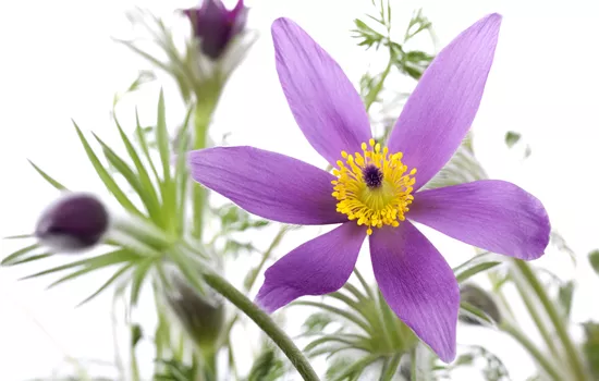 Pulsatilla vulgaris 'Pinwheel Blue' Pulsatilla vulgaris 'Pinwheel Blue'