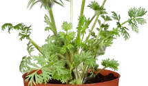 Anémone pulsatille 'Red Bell'
