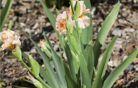 Iris germanica 'June Rose'