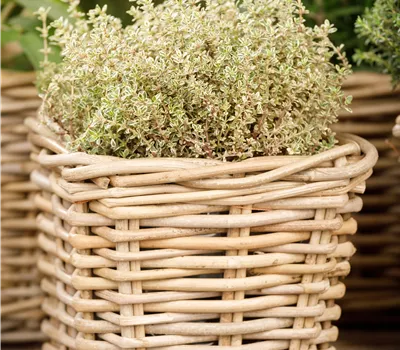 Thymus x citriodorus 'Aureus' Thymus x citriodorus 'Aureus'
