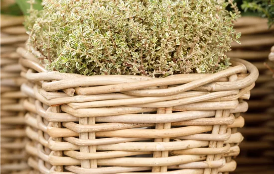 Thymus x citriodorus 'Aureus' Thymus x citriodorus 'Aureus'