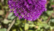 Iranischer Blumenlauch
