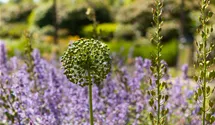 Iranischer Blumenlauch