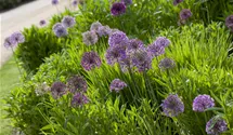 Iranischer Blumenlauch