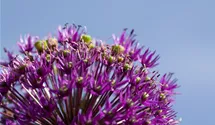 Iranischer Blumenlauch
