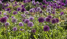 Iranischer Blumenlauch