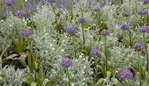 Iranischer Blumenlauch