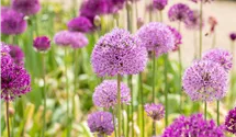 Iranischer Blumenlauch