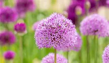 Iranischer Blumenlauch