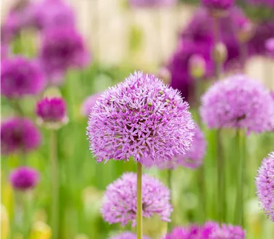 Allium aflatunense