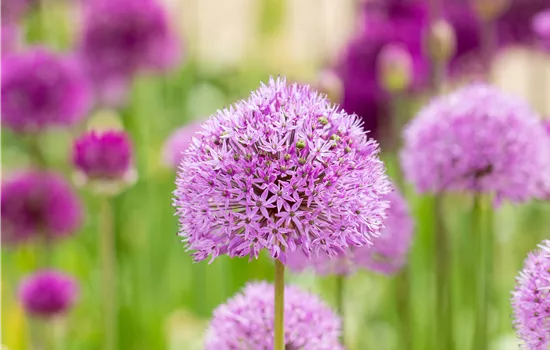 Allium aflatunense