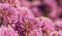 Iranischer Blumenlauch