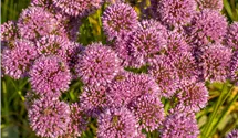 Iranischer Blumenlauch