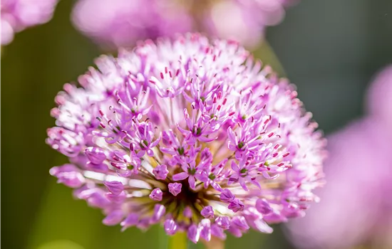 Allium aflatune. 'Purple Sensation'