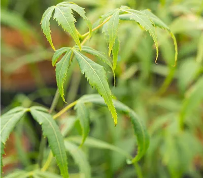 Acer palmatum 'Koto-no-ito' Acer palmatum 'Koto-no-ito'