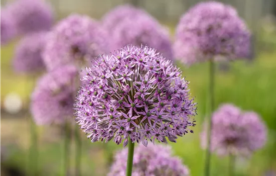 Allium 'Gladiator'