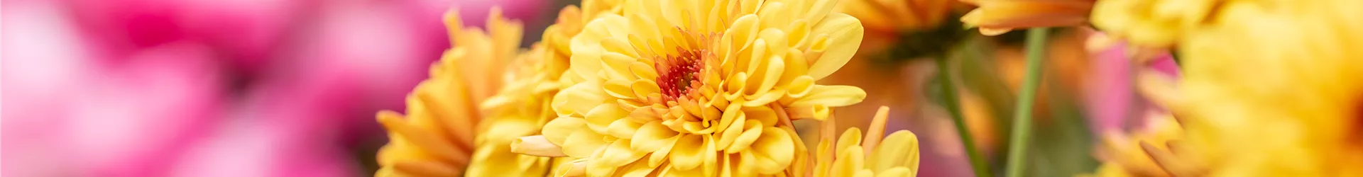 Chrysanthemum 'Asia-Cut Mums® Adana Orange Impr.' Chrysanthemum 'Asia-Cut Mums® Adana Orange Impr.'