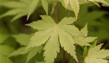 Érable palmé 'Orange Dream'