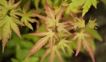 Érable palmé 'Orange Dream'