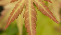Érable palmé 'Orange Dream'