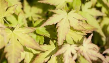 Érable palmé 'Orange Dream'