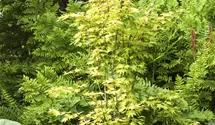 Érable palmé 'Orange Dream'