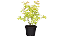 Érable palmé 'Orange Dream'