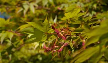 Érable palmé 'Osakazuki'