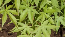 Érable palmé 'Osakazuki'
