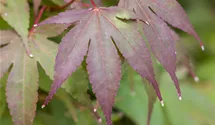 Érable palmé 'Osakazuki'