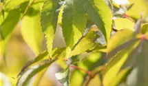 Érable palmé 'Osakazuki'
