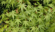 Érable palmé 'Osakazuki'