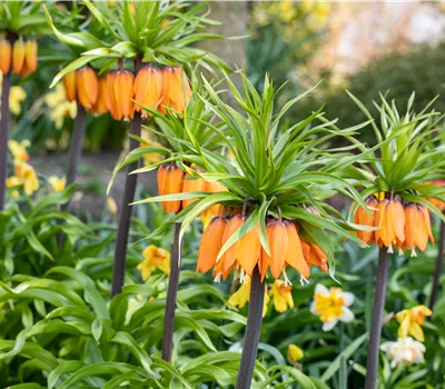 Fritillaria imperialis 'Aurora' Fritillaria imperialis 'Aurora'