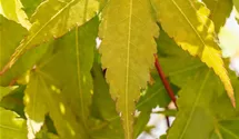 -6m/Blatt grün/Rinde rot/feuil.vert