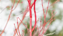-6m/Blatt grün/Rinde rot/feuil.vert