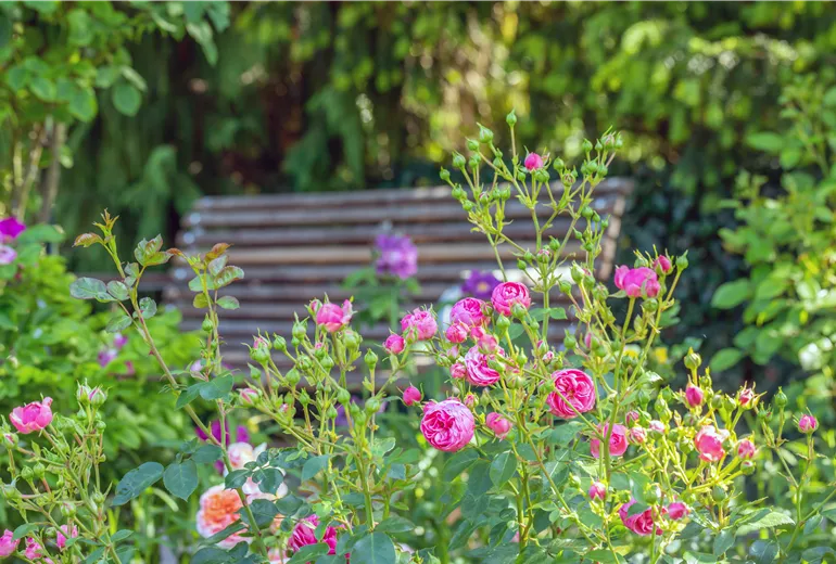 Rosa 'Pomponella' Rosa 'Pomponella'