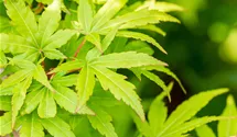 -6m/Blatt grün/Rinde rot/feuil.vert
