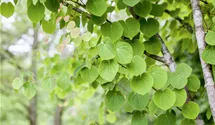 Arbre à caramel