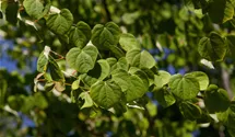 Arbre à caramel