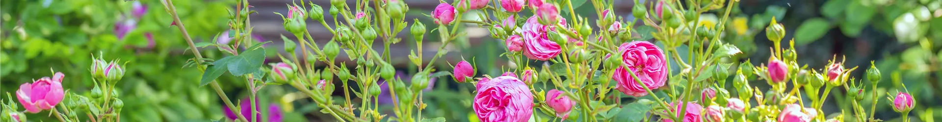 Rosa 'Pomponella' Rosa 'Pomponella'