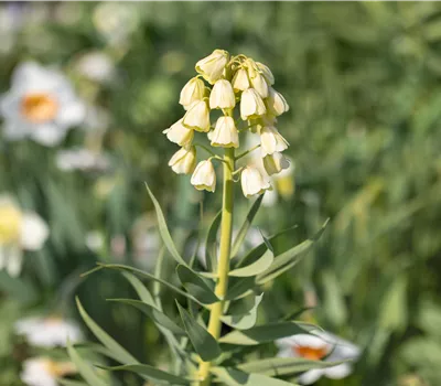Fritillaria persica 'Ivory Bells' Fritillaria persica 'Ivory Bells'