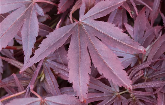 Acer palmatum 'Shaina' 
