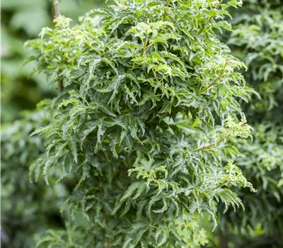 Acer palmatum 'Shishigashira' Acer palmatum 'Shishigashira'