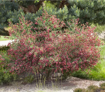 Cytisus scoparius 'Boskoop Ruby' Cytisus scoparius 'Boskoop Ruby'