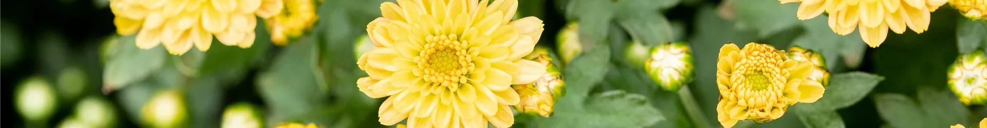 Crysanthemum Bran-Multiflora-Line Bransmart Orange Crysanthemum Bran-Multiflora-Line Bransmart Orange