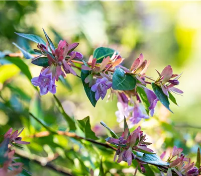 Abelia grandiflora 'Edward Goucher' Abelia grandiflora 'Edward Goucher'