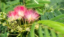 Seidenbaum