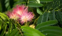 Seidenbaum