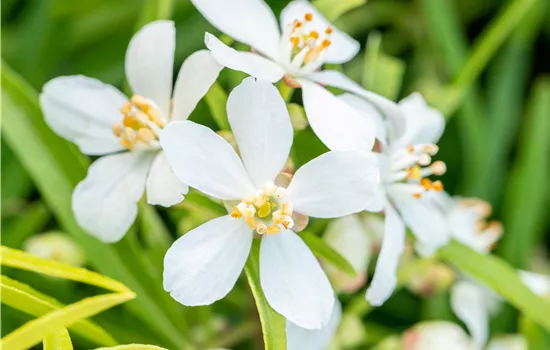 Choisya 'Aztec Pearl'