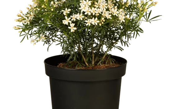 Choisya ternata 'White Dazzler'